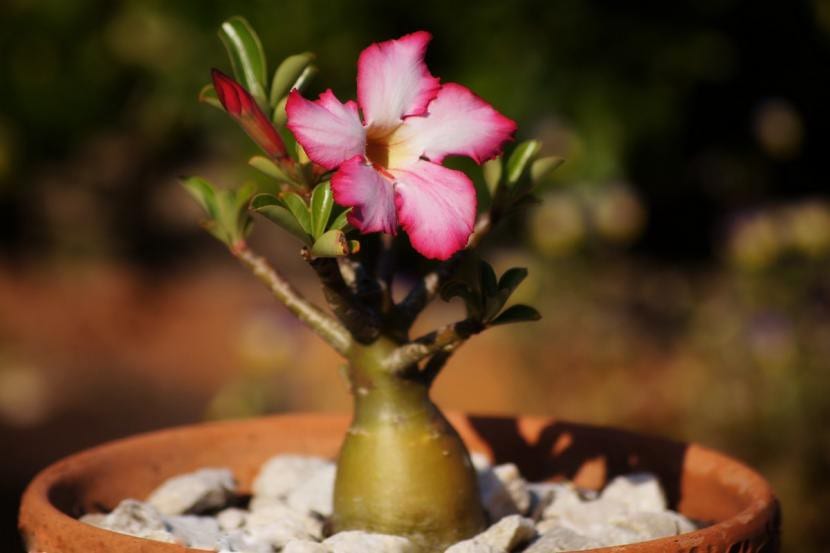 Como Podar La Planta Flor Del Desierto Guia Completa 2021