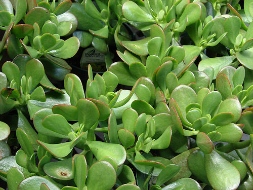 Crassula ovata