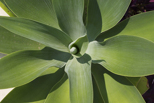 Agave attenuata