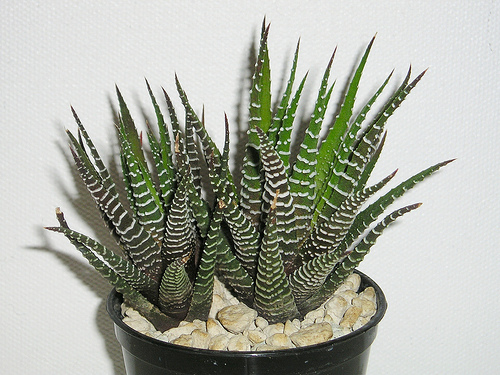 haworthia-fasciata