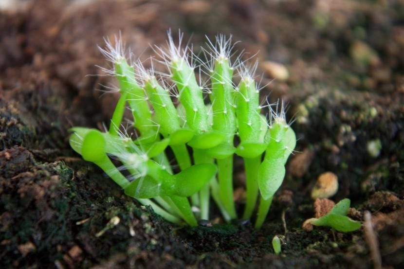 Cactus germinando