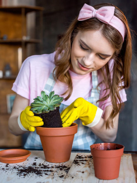 Con que frecuencia debo regar una suculentas o cactus