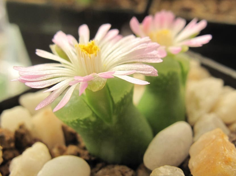 Cultivo del conophytum