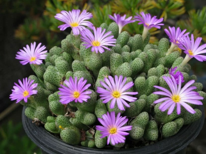 Enfermedades del conophytum