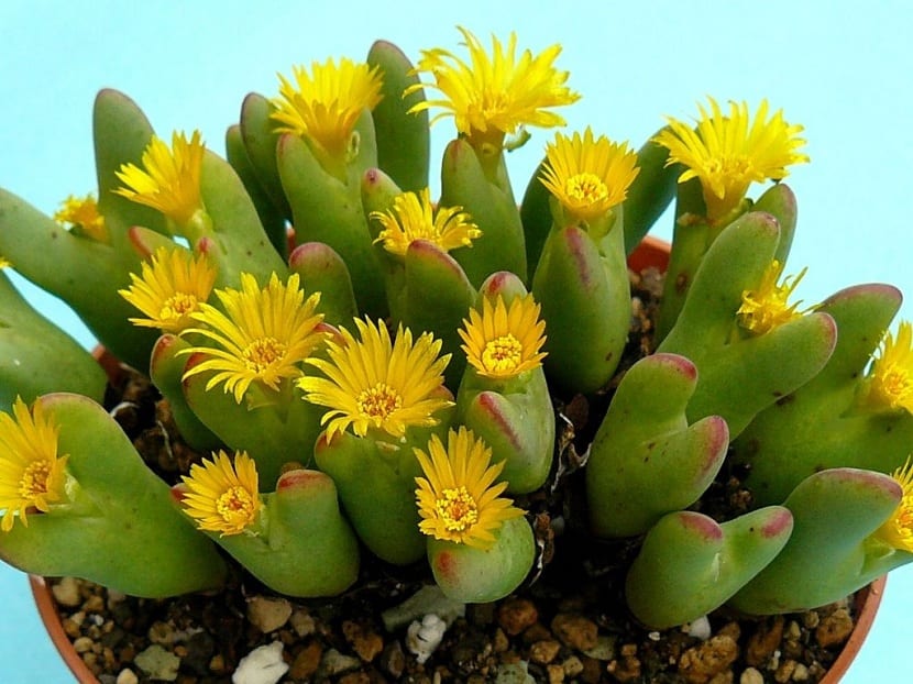 Conophytum: la crasa que se reabsorbe cada verano