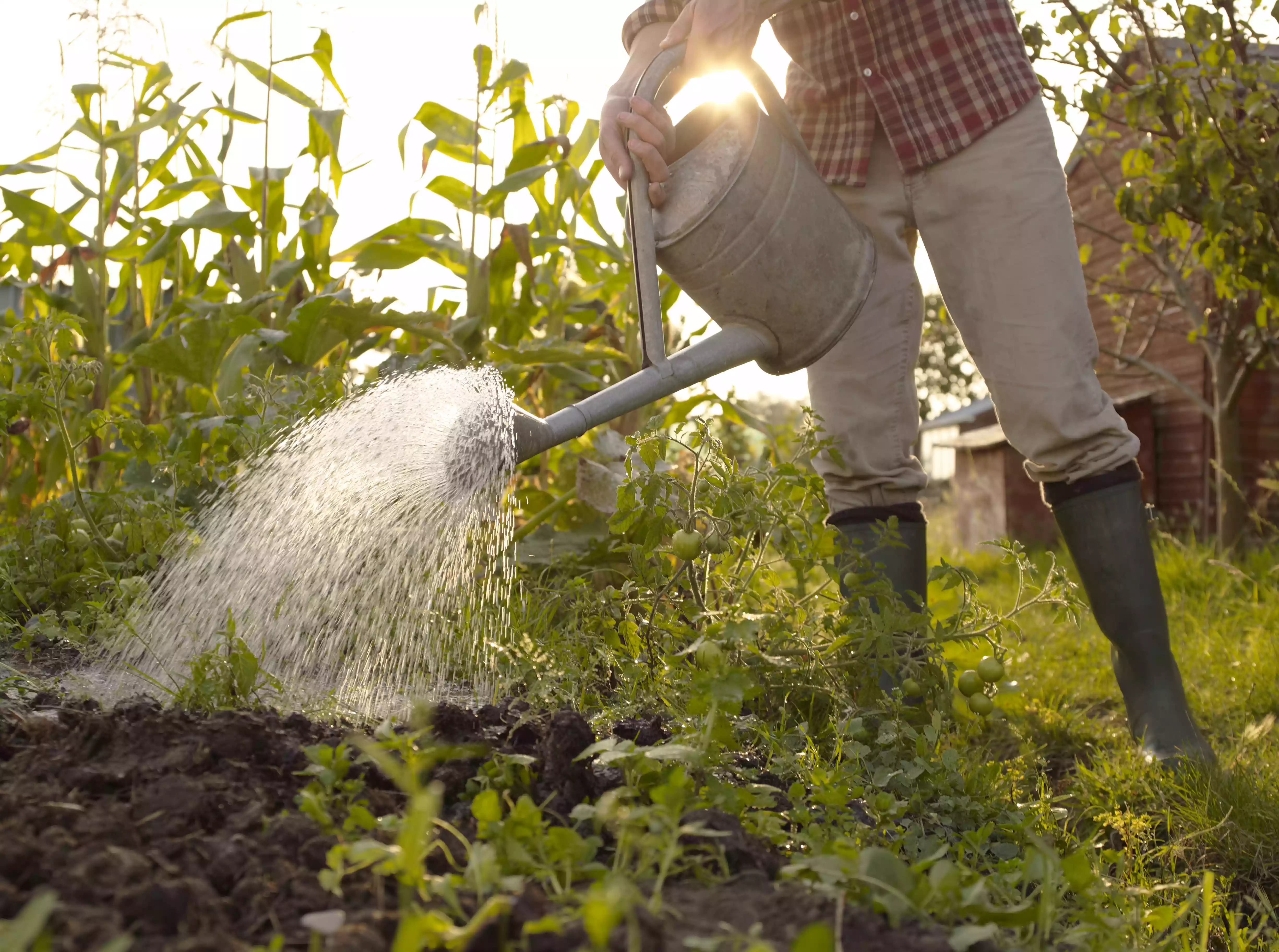 Hombre regando las plantas en la habilitación