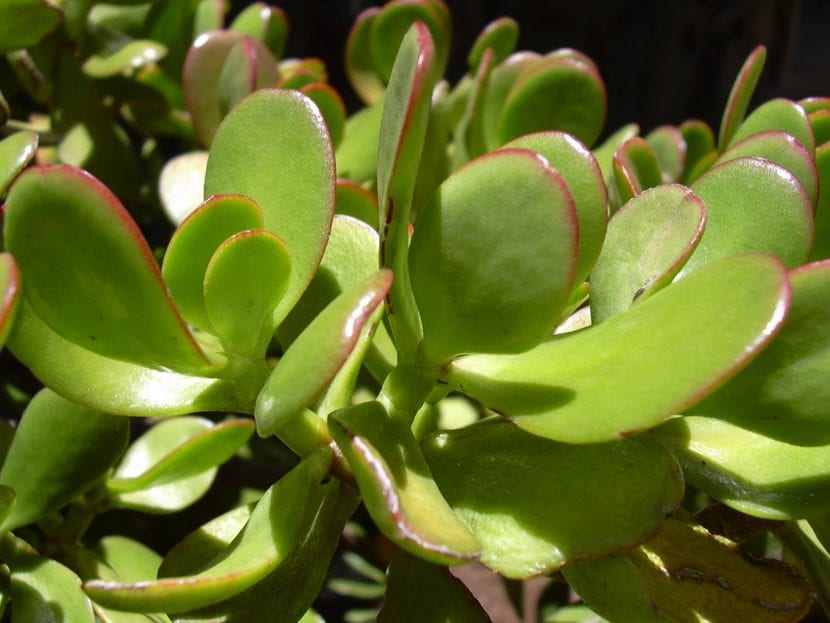 Vista de las hojas de la Crassula ovata