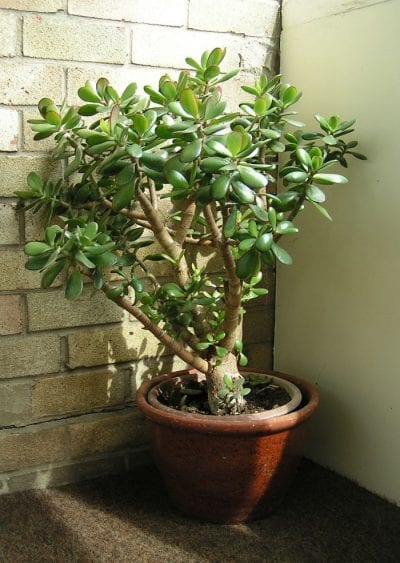 Puedes cultivar la Crassula ovata en maceta