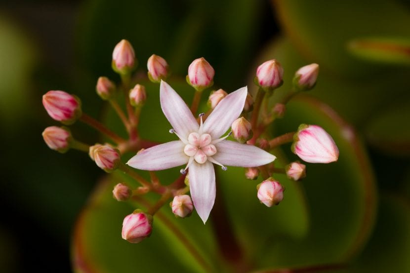 La Crassula ovata produce flores muy bonitas