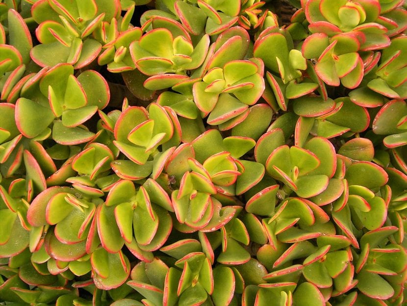 Vista de las hojas de la Crassula ovata