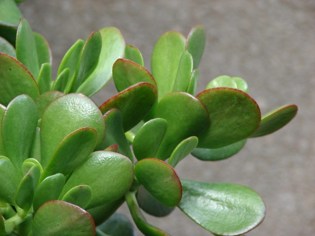 Crassula ovata: podarla y hacerla envejecer como un árbol