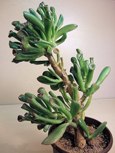 Ejemplar de Crassula ovata cv. Gollum