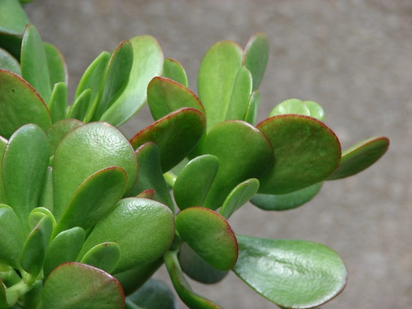 La Crassula ovata tiene hojas suculentas