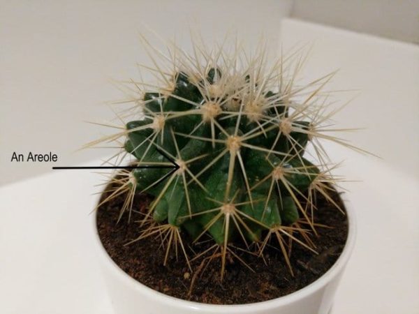 ¿Cuál es la diferencia entre suculentas y cactus?