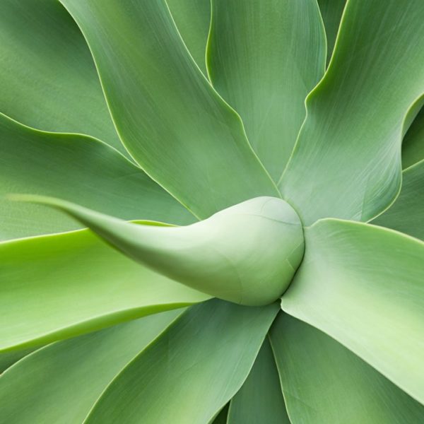 agave