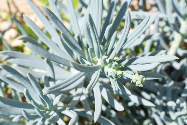 CUALES SON LAS VARIEDADES DE PLANTAS SUCULENTAS 