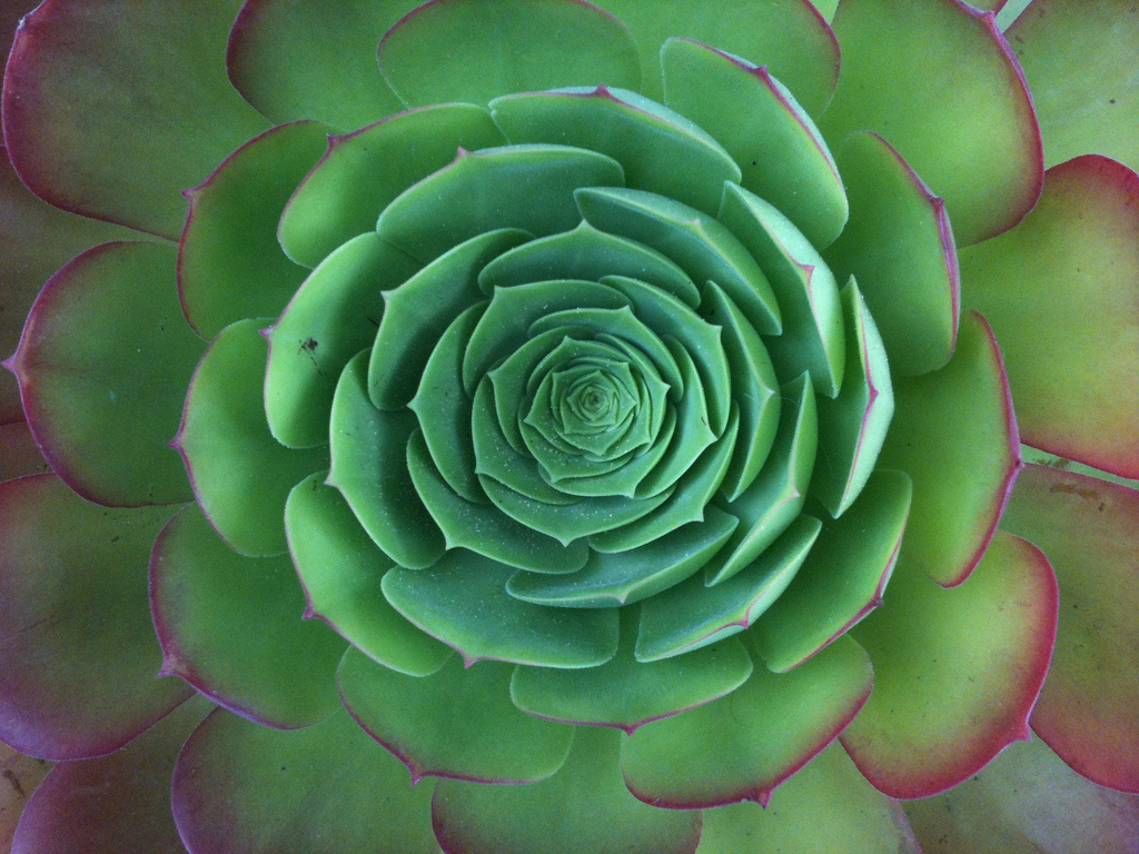 echeveria photo