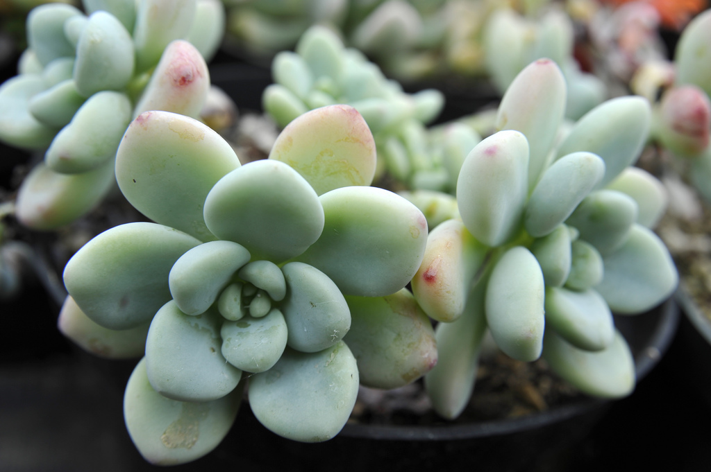 graptoveria photo