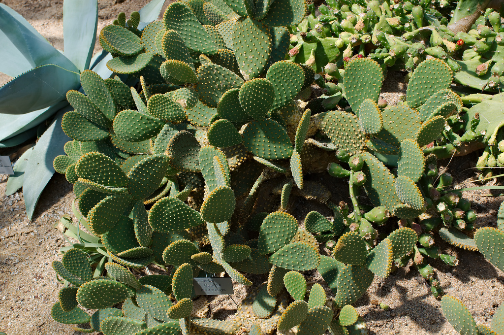 opuntia microdasys photo