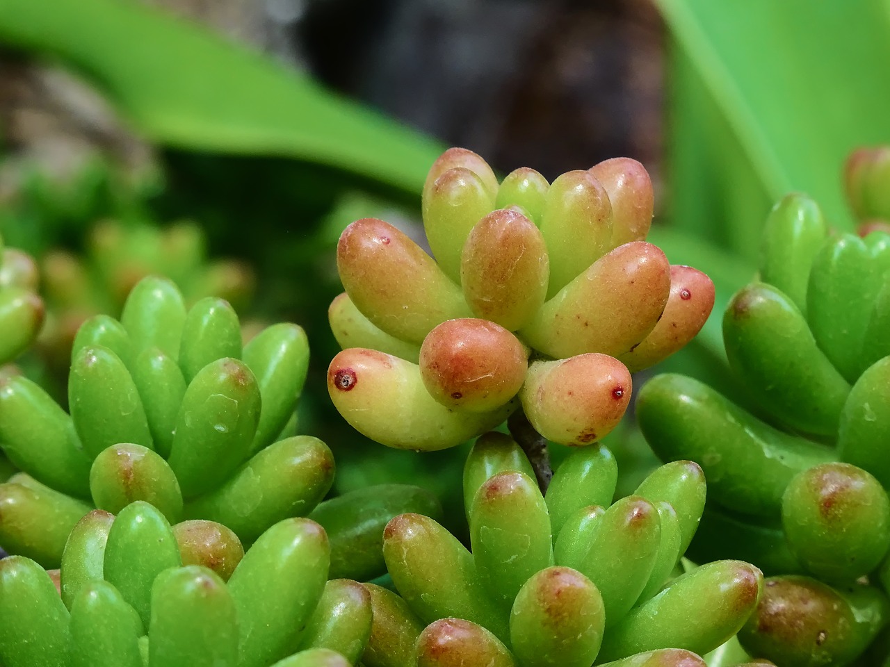 sedum photo