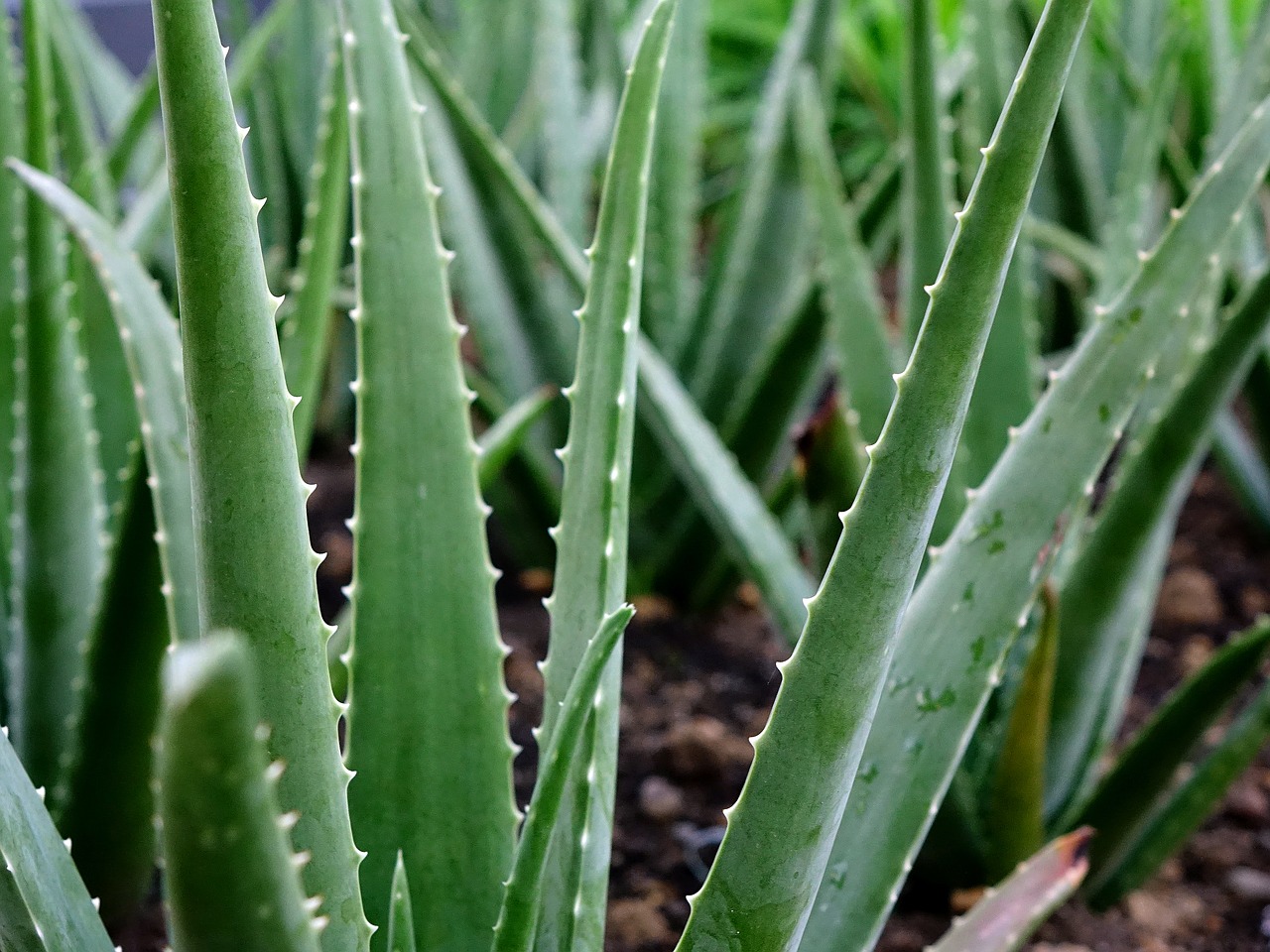 aloe vera photo