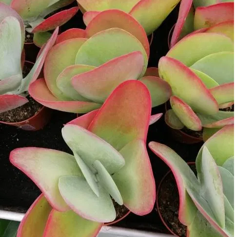 Cuidado de Kalanchoe luciae 