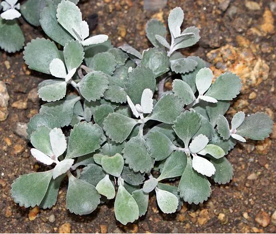 Cuidado de Kalanchoe pumila 'Planta de polvo de flores'