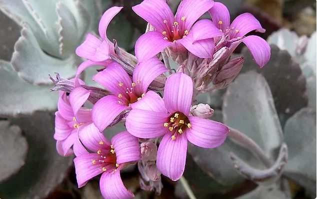 Cuidado de Kalanchoe pumila 'Planta de polvo de flores'