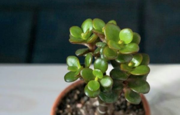 Cuidado de las plantas de jade: crosby compact