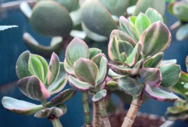 Cuidado de las plantas de jade: crasula ovata tricolor