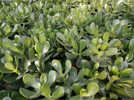 Cuidado de las plantas de jade