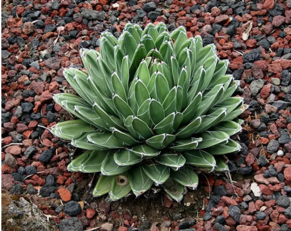 Cuidado de Agave Victoriae-Reginae