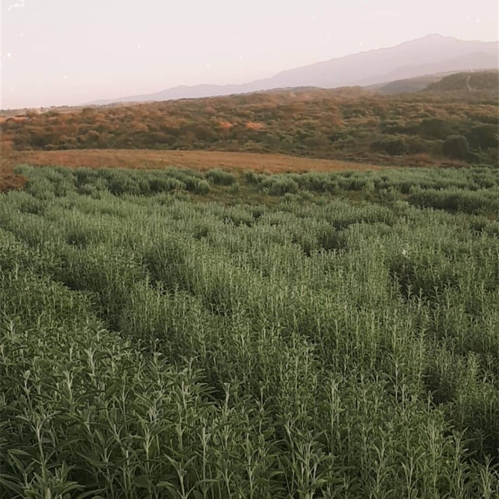 Tipos populares de Salvia