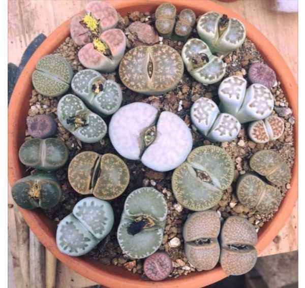 Cuidados lithops