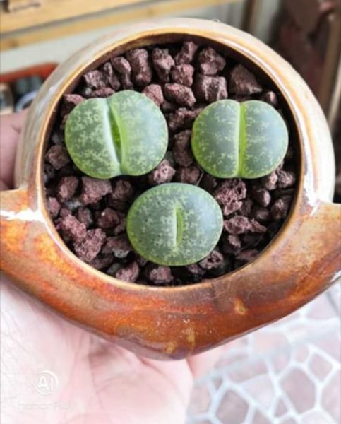 Cuidados lithops