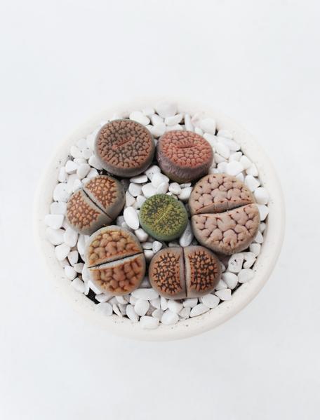 Cuidados lithops