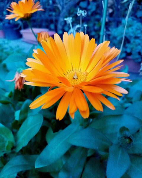 tipos de calendula