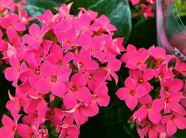 kalanchoe de color rosa