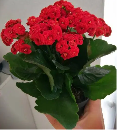 kalanchoe rojo