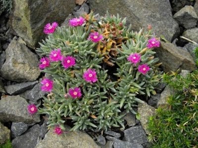 Alfombra densa de esterilla Ruschia cubriendo el suelo