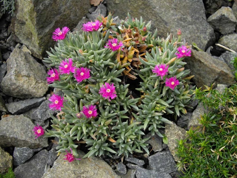 Esterilla