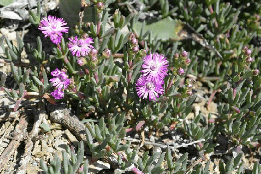 caracteristicas de la esterilla