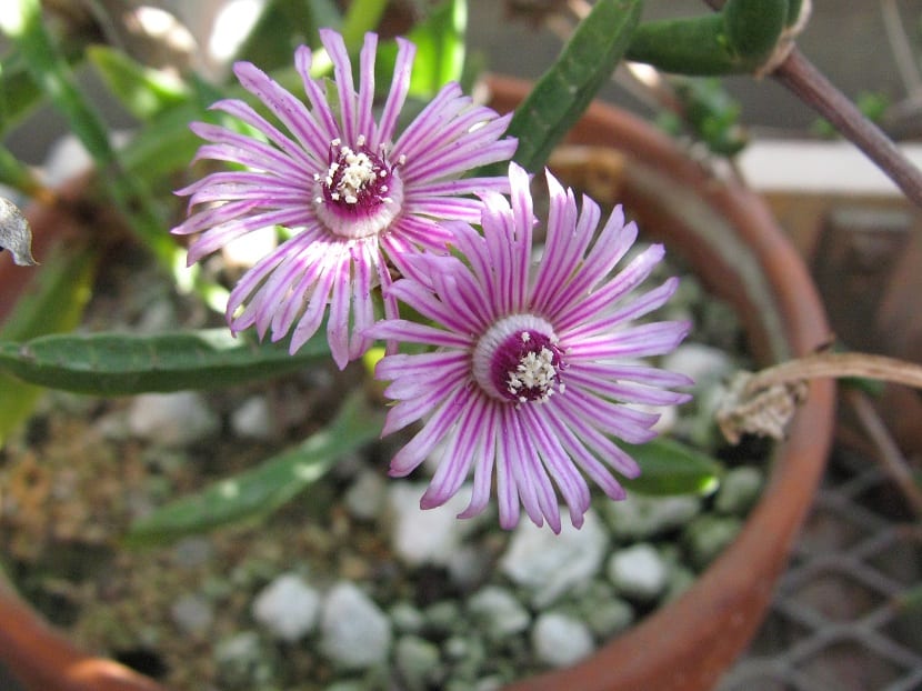 cuidados de la esterilla
