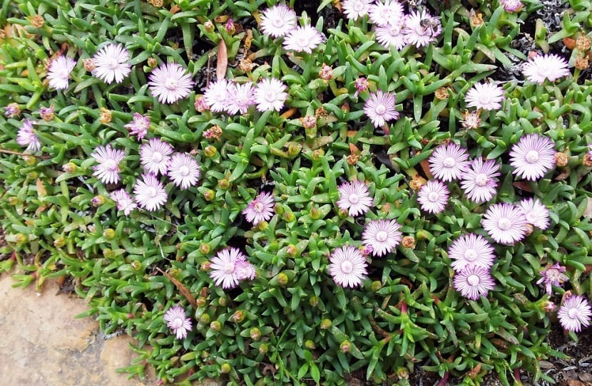 ruschia crecida