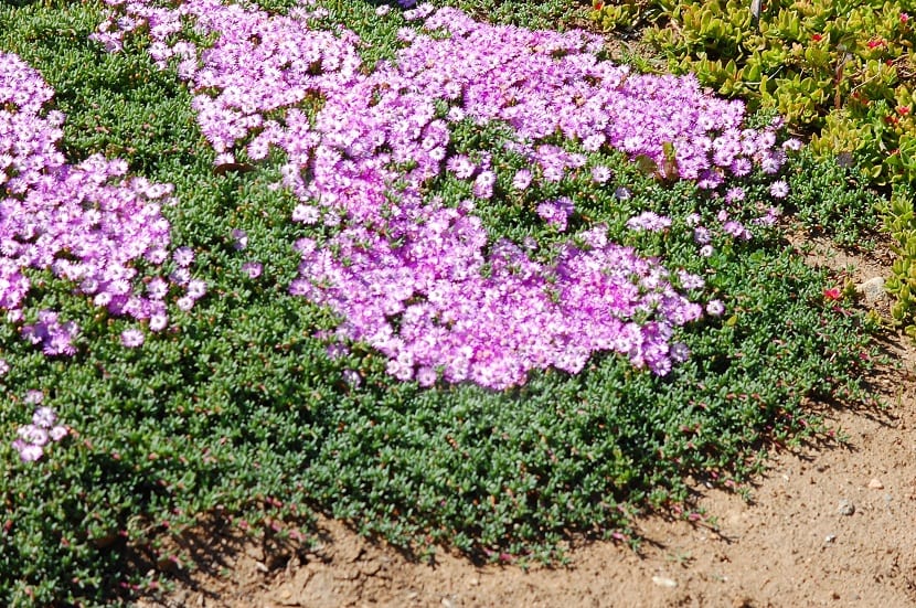 variedades de esterilla