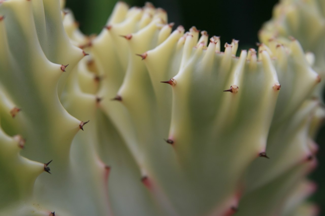 Vista de la Euphorbia lactea f cristata