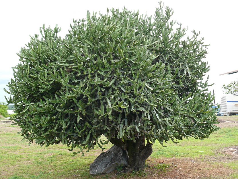 Ejemplar adulto de Euphorbia lactea con tallos angulosos jaspeados