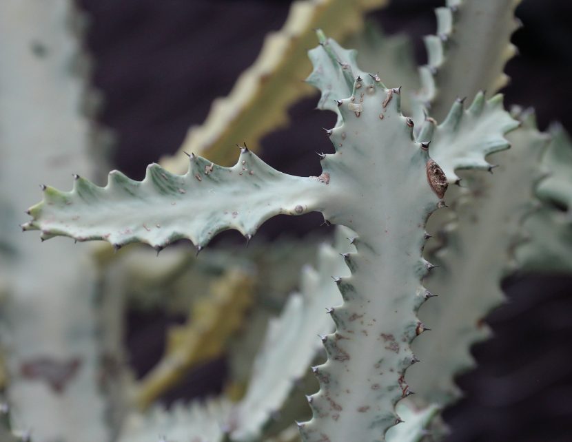 Euphorbia lactea 'White Ghost', forma sin clorofila injertada sobre patrón verde