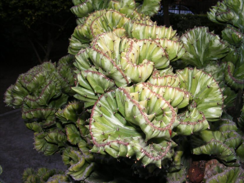 Euphorbia lactea f. cristata, con el tallo fasciado en abanico
