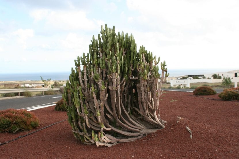 Vista de la Euphorbia trigona